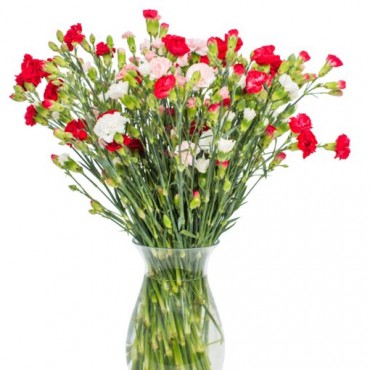 Mixed Carnations for Home or Office